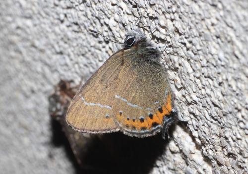 Réf. 302 594 : Satyrium pruni